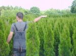 thuja_tymon3[1].jpg